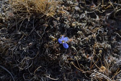 Veronica lilliputiana, photographed by Christopher Stephens