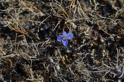 Veronica lilliputiana, photographed by Christopher Stephens