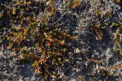 Hydrogalium perpusillum, photographed by Christopher Stephens