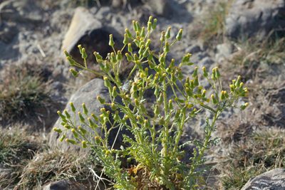 Senecio sylvaticus, photographed by Christopher Stephens