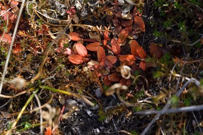 Epilobium angustum, photographed by Christopher Stephens