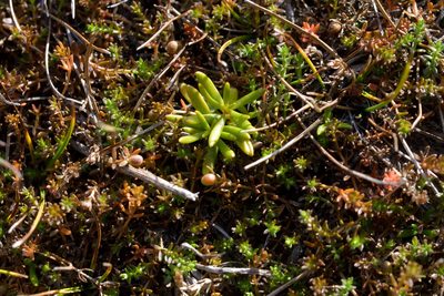 Stackhousia minima, photographed by Christopher Stephens