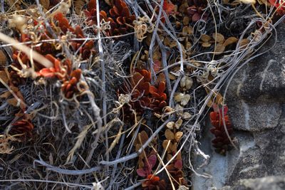 Epilobium angustum, photographed by Christopher Stephens