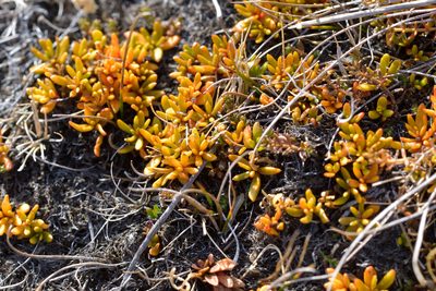 Stackhousia minima, photographed by Christopher Stephens