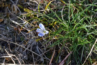 Veronica lilliputiana, photographed by Christopher Stephens