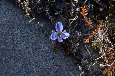 Veronica lilliputiana, photographed by Christopher Stephens