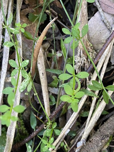 Trichogalium leptogonium, photographed by Greg Tasney