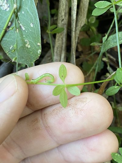 Trichogalium leptogonium, photographed by Greg Tasney