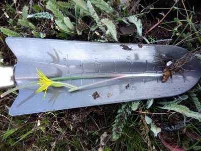 Gagea transversalis, photographed by Valerii Darmostuk