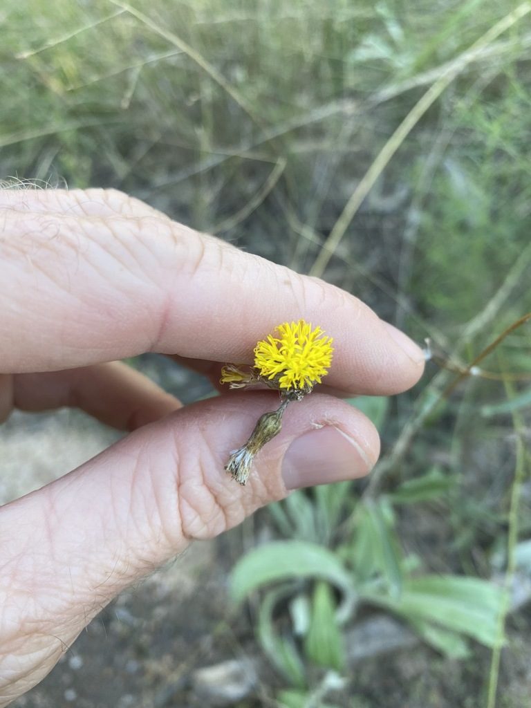 Podolepis arachnoidea, photographed by Greg Tasney