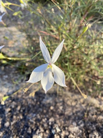 Lithotoma anethifolia, photographed by Greg Tasney