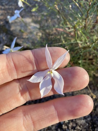 Lithotoma anethifolia, photographed by Greg Tasney