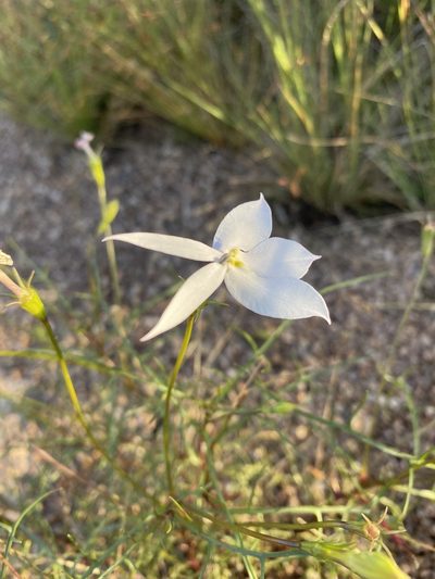 Lithotoma anethifolia, photographed by Greg Tasney