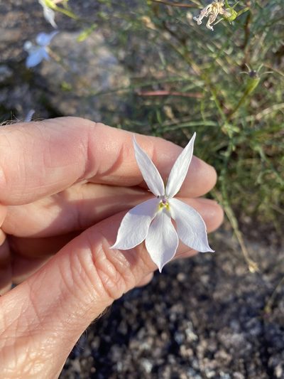 Lithotoma anethifolia, photographed by Greg Tasney