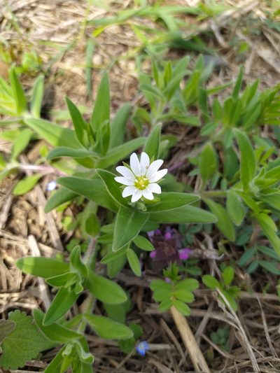 Cerastium nemorale, photographed by Анна Кириченко