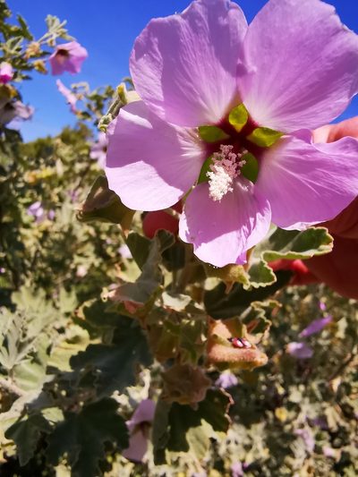 Malva subovata, photographed by Nikolayevich Cannon