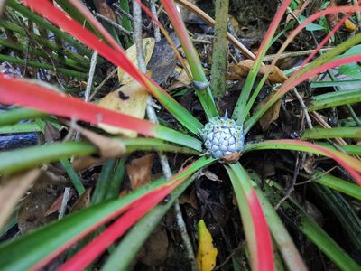 Fascicularia bicolor, photographed by Inao Vasquez