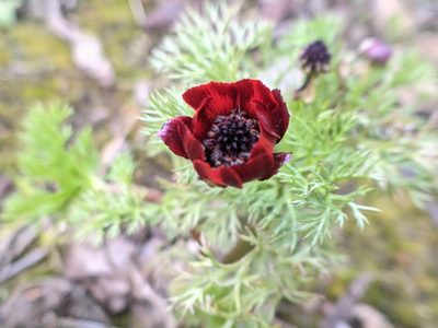 Adonis annua, photographed by bemma
