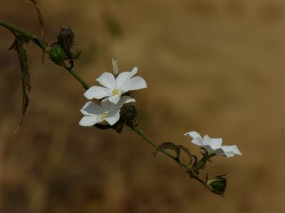 Hibiscus hirtus, photographed by Dinesh Valke