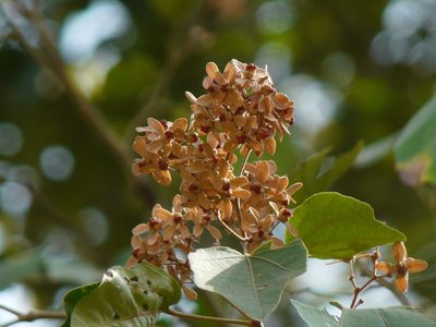 Kydia calycina, photographed by Dinesh Valke
