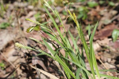Carex hirtifolia, photographed by Quinten Wiegersma