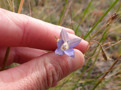 Wahlenbergia luteola, photographed by Nina Kerr