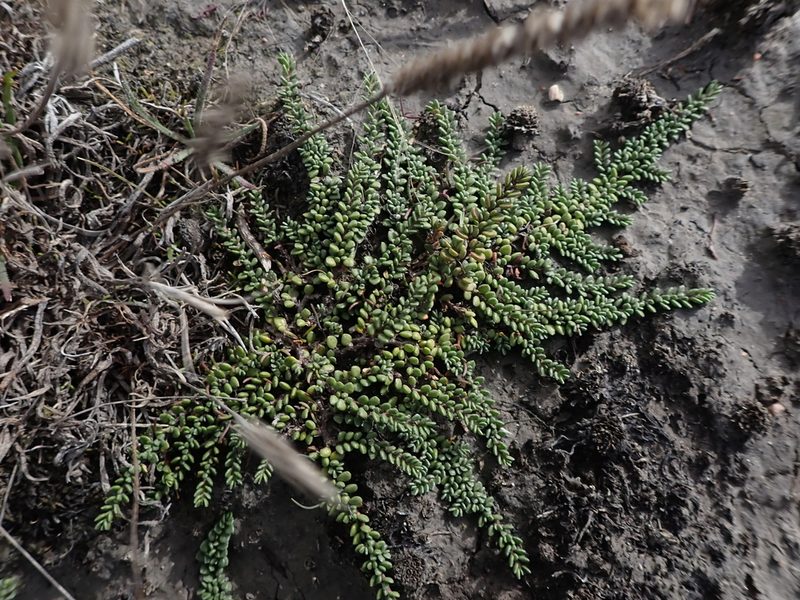 Wilsonia rotundifolia, photographed by Nina Kerr