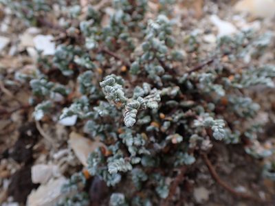 Wilsonia humilis, photographed by Nina Kerr