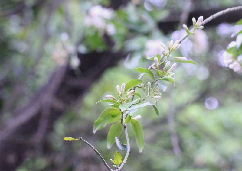 Melodinus fusiformis, photographed by Agnes Trekker