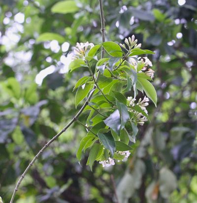 Melodinus fusiformis, photographed by Agnes Trekker