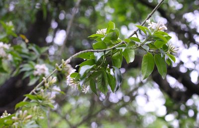 Melodinus fusiformis, photographed by Agnes Trekker