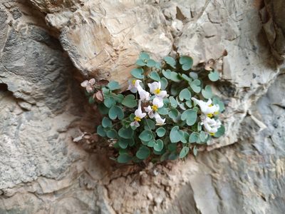 Sarcocapnos enneaphylla, photographed by Joan C. Hinojosa