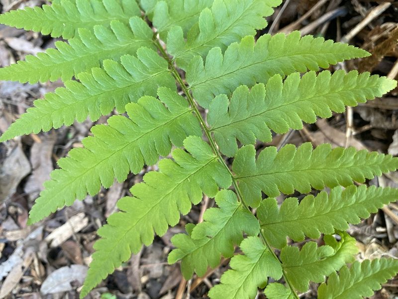 Dryopteris ludoviciana, photographed by Anne