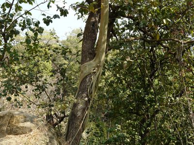 Ficus amplissima, photographed by Dinesh Valke