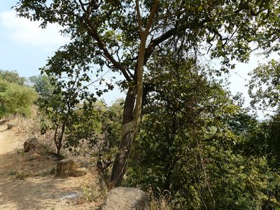 Ficus amplissima, photographed by Dinesh Valke