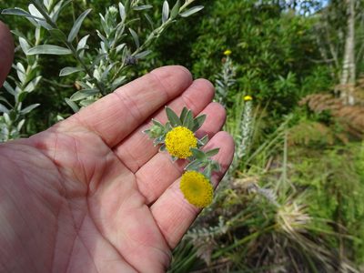 Schistostephium umbellatum, photographed by Shaun Swanepoel