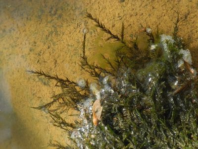 Fontinalis dalecarlica, photographed by Michael J. Papay