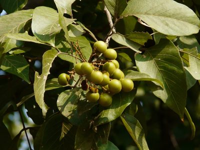 Sapindus trifoliatus, photographed by Dinesh Valke