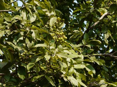 Sapindus trifoliatus, photographed by Dinesh Valke