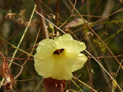 Azanza lampas, photographed by Dinesh Valke