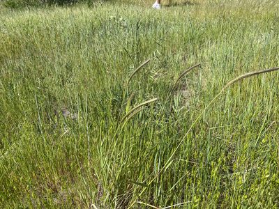 Hordeum brachyantherum, photographed by philmaynard