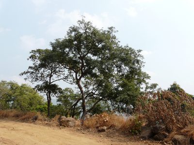 Dalbergia latifolia, photographed by Dinesh Valke