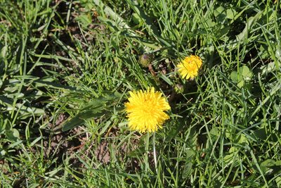 Taraxacum palustre, photographed by Quinten Wiegersma