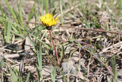 Taraxacum palustre, photographed by Quinten Wiegersma