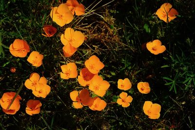 Eschscholzia lobbii, photographed by Michael Warner