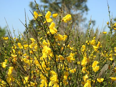 Cytisus grandiflorus, photographed by Duarte Frade