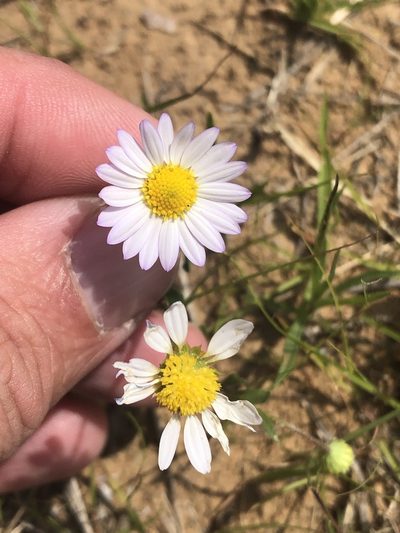 Astranthium ciliatum, photographed by Sam Kieschnick