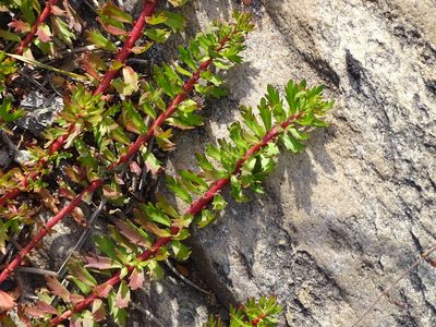 Laurembergia repens, photographed by Shaun Swanepoel