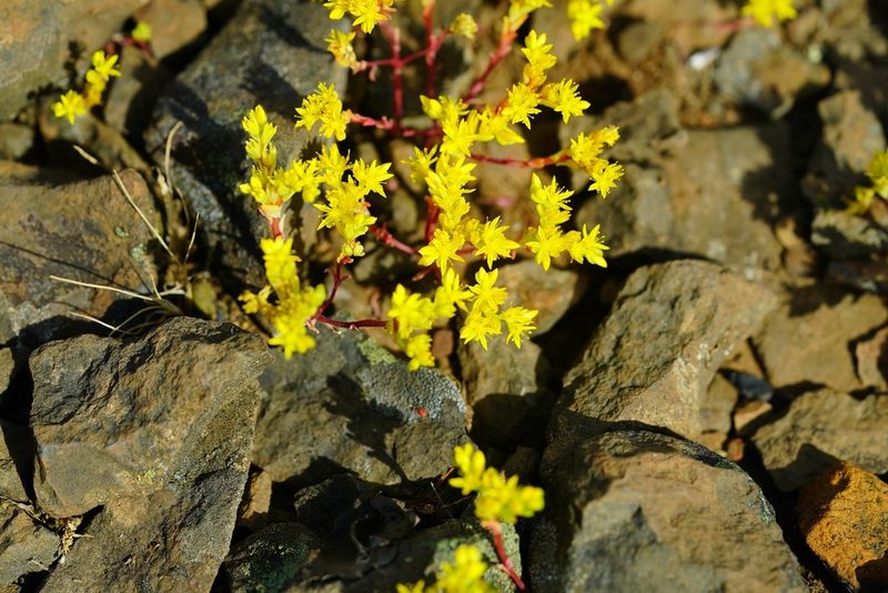 Sedum pumilum, photographed by Michael Warner
