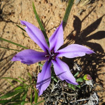 Babiana radiata, photographed by Di Turner